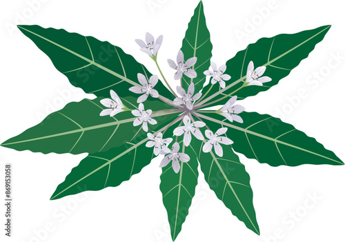Mandragora officinarum