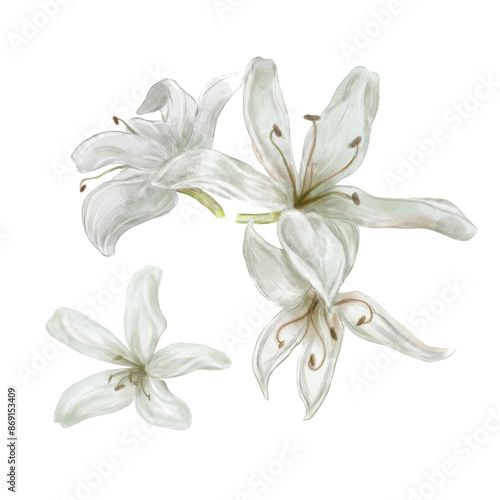 The white flowers of the coffee tree. Watercolor illustration. A set of colors in gray shades. Coffee beans. A small botanical illustration on a white background. The green leaves of the coffee tree.