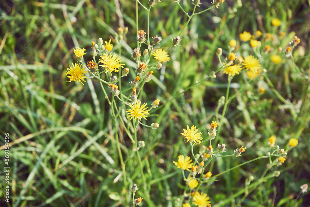 Pępawa, Crepis L. Pępawa, Crepis L.