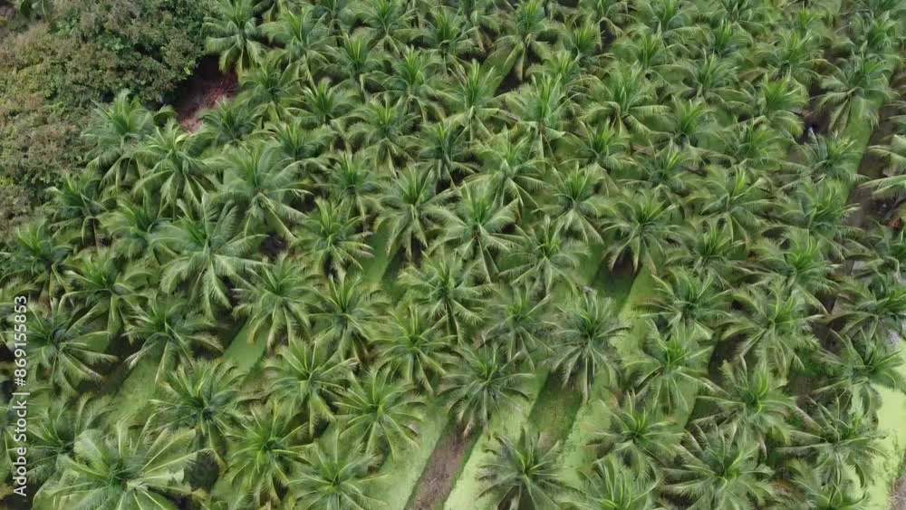 Aerial Drone View Of Coconut Plantation In Chiang Mai Thailand Aerial Drone View Of Coconut Plantation In Chiang Mai Thailand