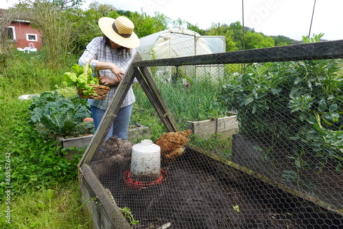 woman farmer prepares chard leaves to feed chickens in mobile poultry house photo