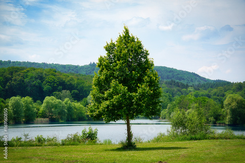 Ein freihstehender Laubbaum auf einer Wiese, mit einem See und hügeligem Mischwald im Hintergrund photo