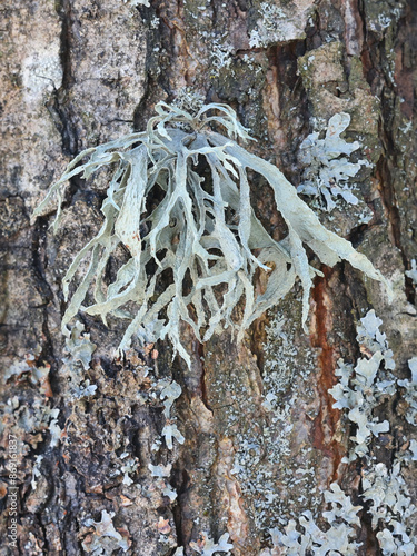 Ramalina fraxinea, known as cartilage lichen photo