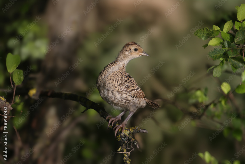 Chicks of the common pheasant (Phasianus colchicus) sit on the branches of a dense tree. Unusual location for grass birds