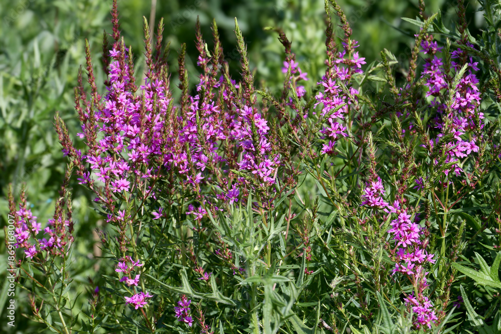 Obraz premium Flowering bush Lythrum virgatum, the wand loosestrife shot close-up against a blurred background in soft morning light