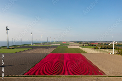 Pink colored tulip flowers cultivated on land with wind turbines at field photo