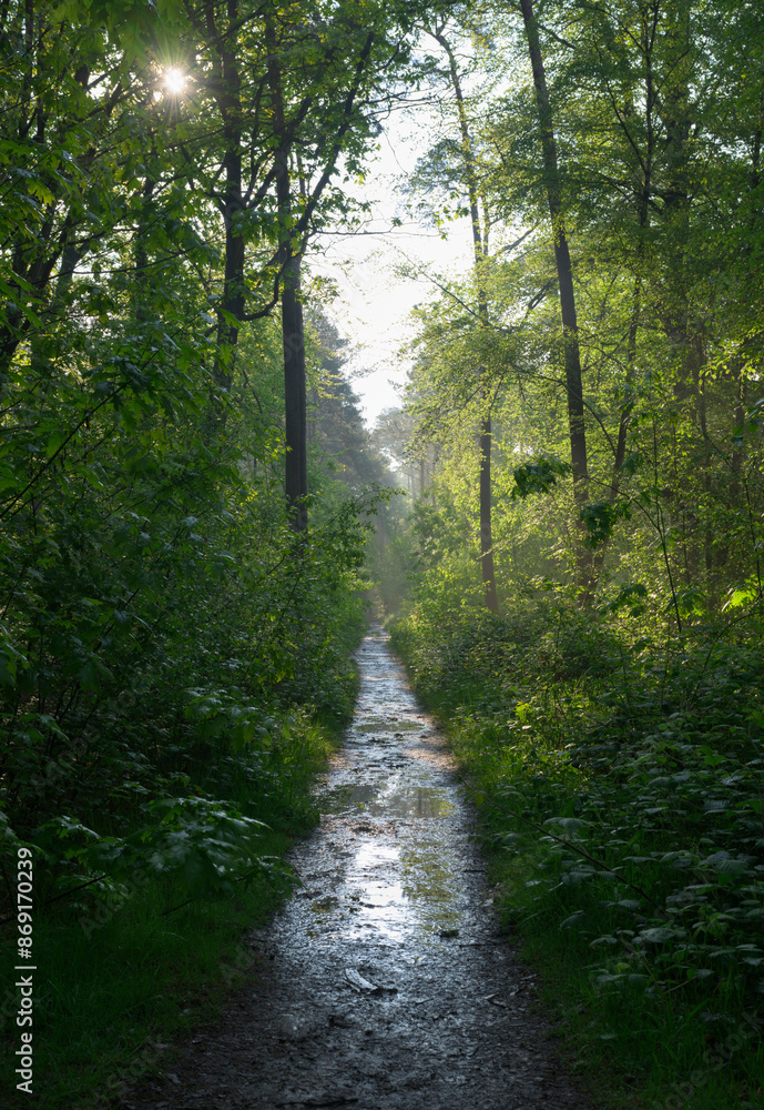 Pathway amidst plants and trees in forest Pathway amidst plants and trees in forest