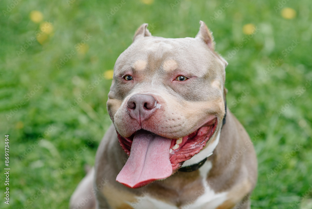American Bully walks in park with owner, brown dog sitting on green grass, tongue out, close-up view of muzzle, dogwalking concept American Bully walks in park with owner, brown dog sitting on green grass, tongue out, close-up view of muzzle, dogwalking concept