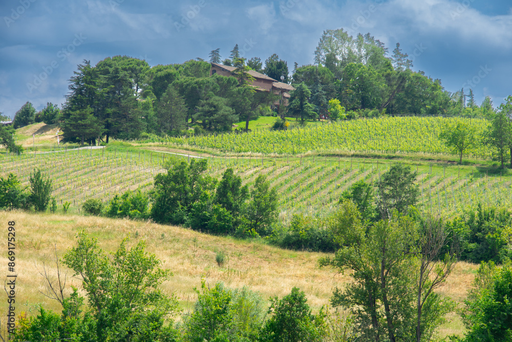 View of a pretty vineyard in the Emilia Romagna region of Italy View of a pretty vineyard in the Emilia Romagna region of Italy