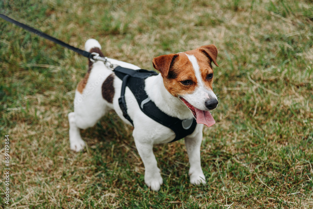 red and white jack russell terrier dog walks on green grass in park in sunny summer day, tongue out, walking on leash with owner, dog pulls leash forward, dogwalking concept red and white jack russell terrier dog walks on green grass in park in sunny summer day, tongue out, walking on leash with owner, dog pulls leash forward, dogwalking concept