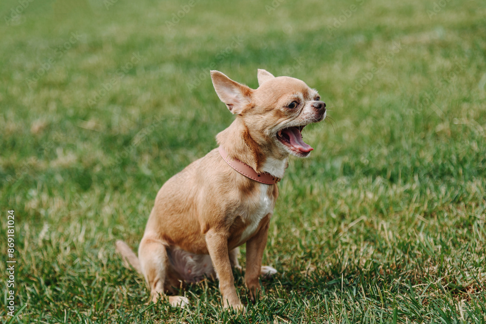 brown chihuahua sitting and yawning on green grass in park in sunny summer day, dogwalking concept brown chihuahua sitting and yawning on green grass in park in sunny summer day, dogwalking concept