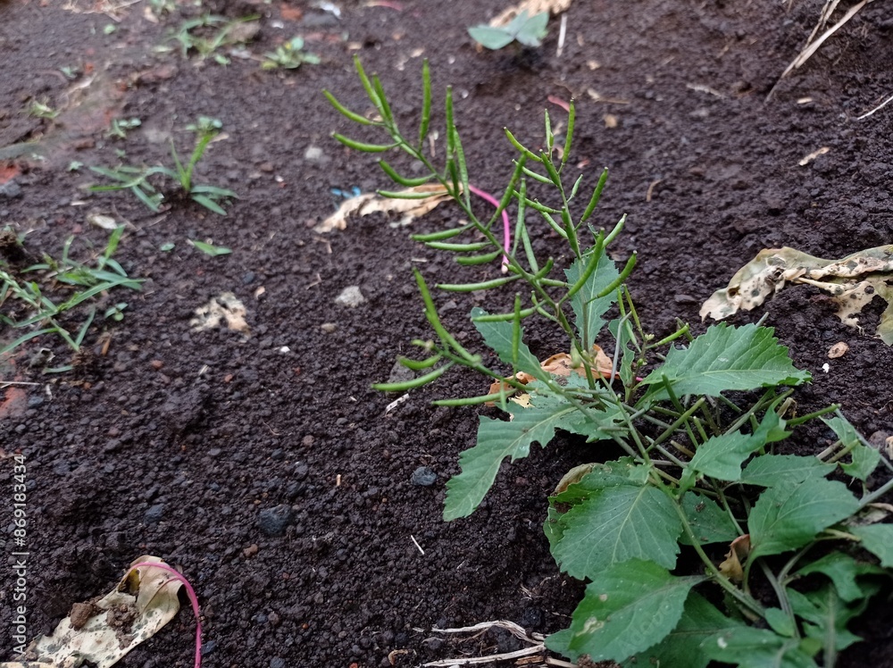 Rhamphospermum nigrum , black mustard plant Rhamphospermum nigrum , black mustard plant