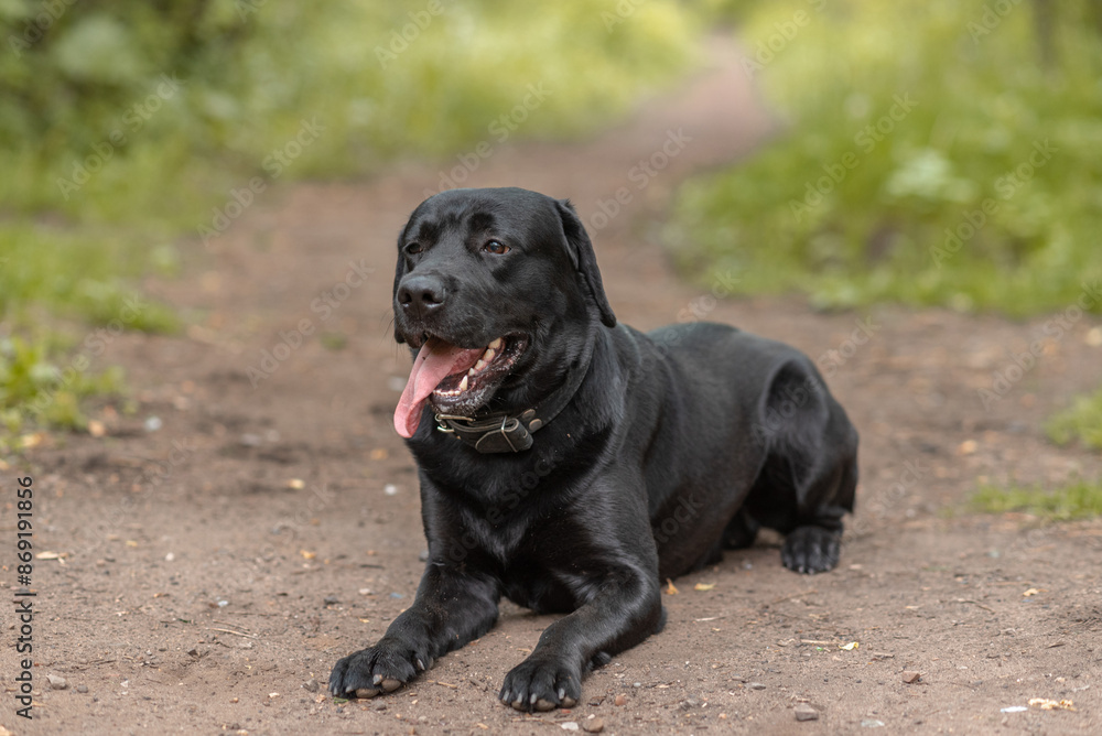 black Labrador lying on footpath in park with green trees in sunny summer day, tongue out, dogwalking concept black Labrador lying on footpath in park with green trees in sunny summer day, tongue out, dogwalking concept