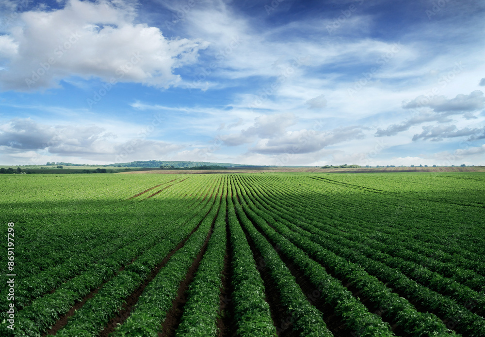 Vibrant green agricultural field under blue sky with clouds Vibrant green agricultural field under blue sky with clouds