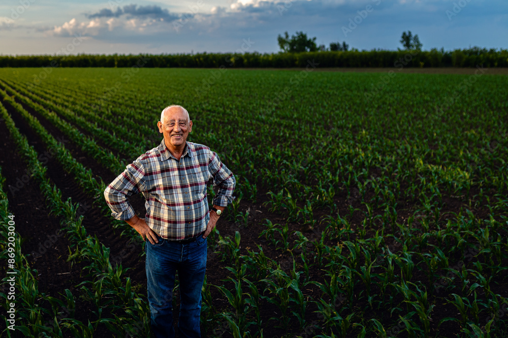 Fototapeta premium Portrait of senior farmer standing in corn field looking at camera at sunset.