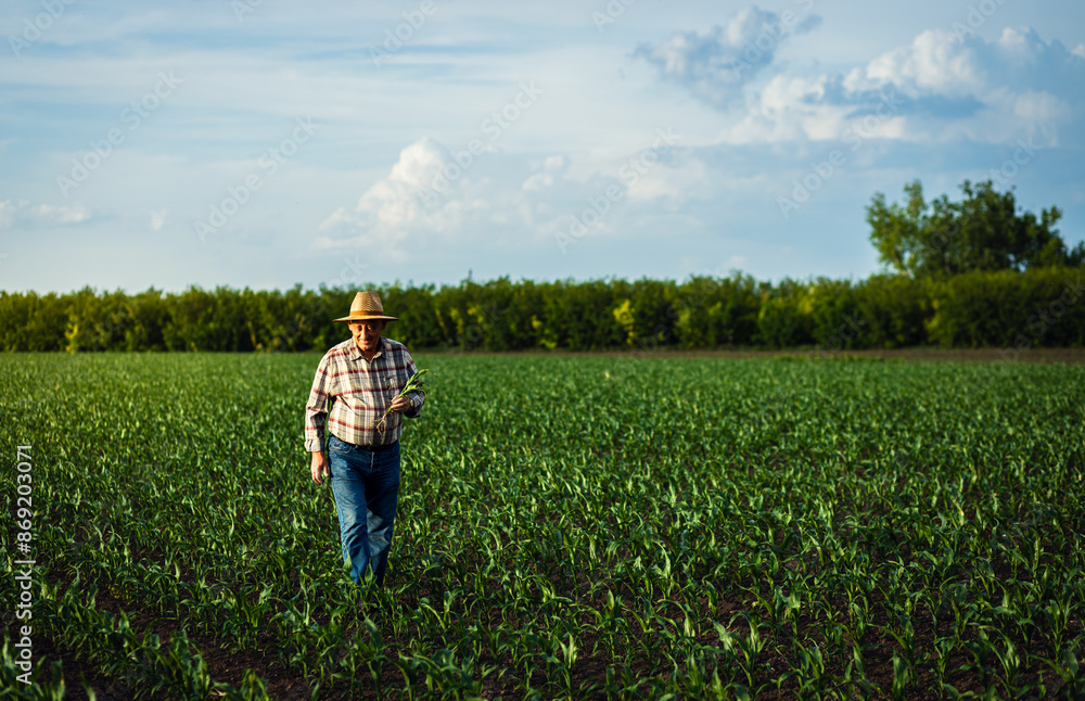 Senior farmer walking in corn field examining crop in his hands at sunset. Senior farmer walking in corn field examining crop in his hands at sunset.