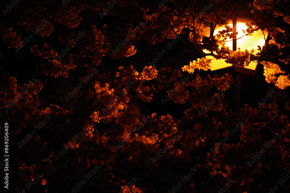 Cherry Blossom Close Up Night Scene Cherry Blossom Close Up Night Scene
