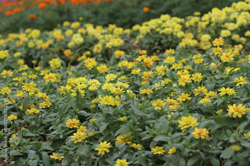 Fototapeta premium Yellow flowers blooming in the park