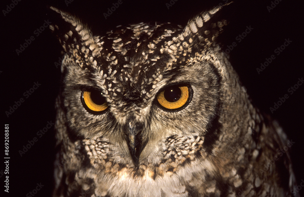Grand duc africain.Bubo africanus, Spotted Eagle Owl Grand duc africain.Bubo africanus, Spotted Eagle Owl