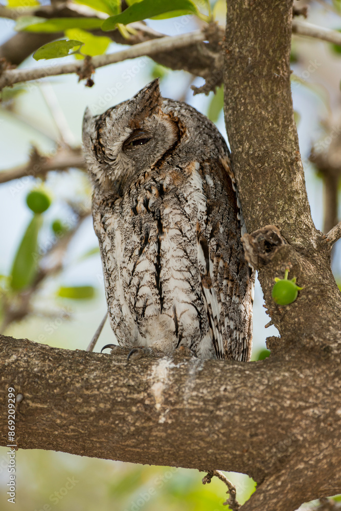Petit duc africain, Hibou petit duc, Otus scops, Eurasian Scops Owl Petit duc africain, Hibou petit duc, Otus scops, Eurasian Scops Owl