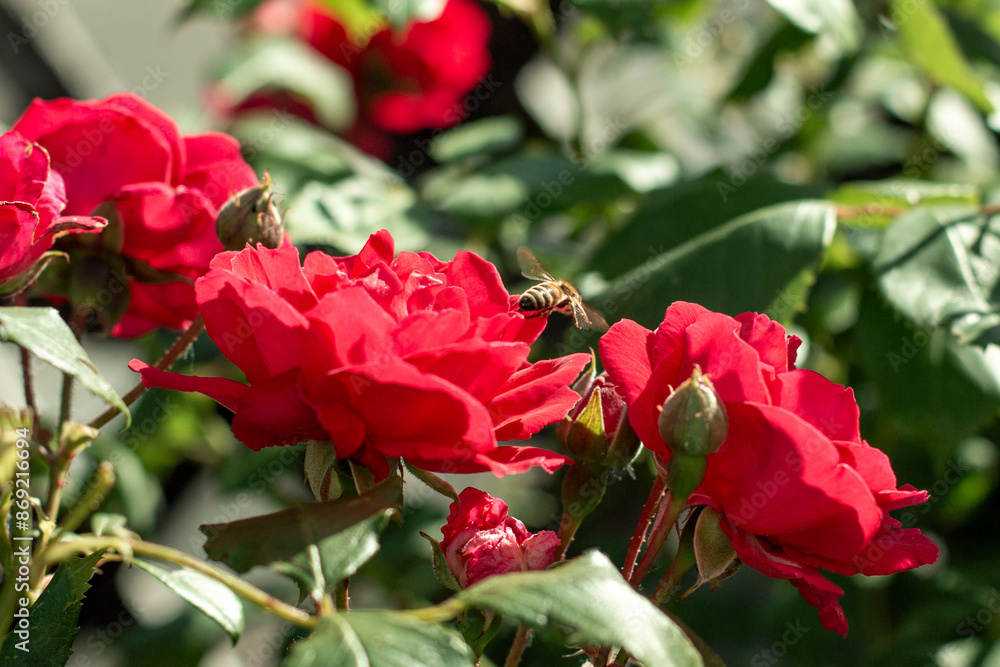 a bee pollinates a blooming rose in the garden in spring a bee pollinates a blooming rose in the garden in spring