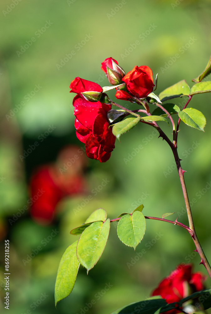 Rose flowers growing outdoors in nature Rose flowers growing outdoors in nature
