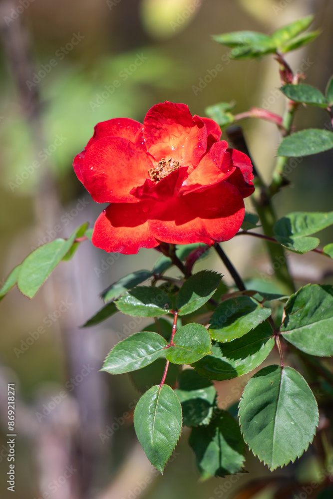Rose flowers growing outdoors in nature Rose flowers growing outdoors in nature