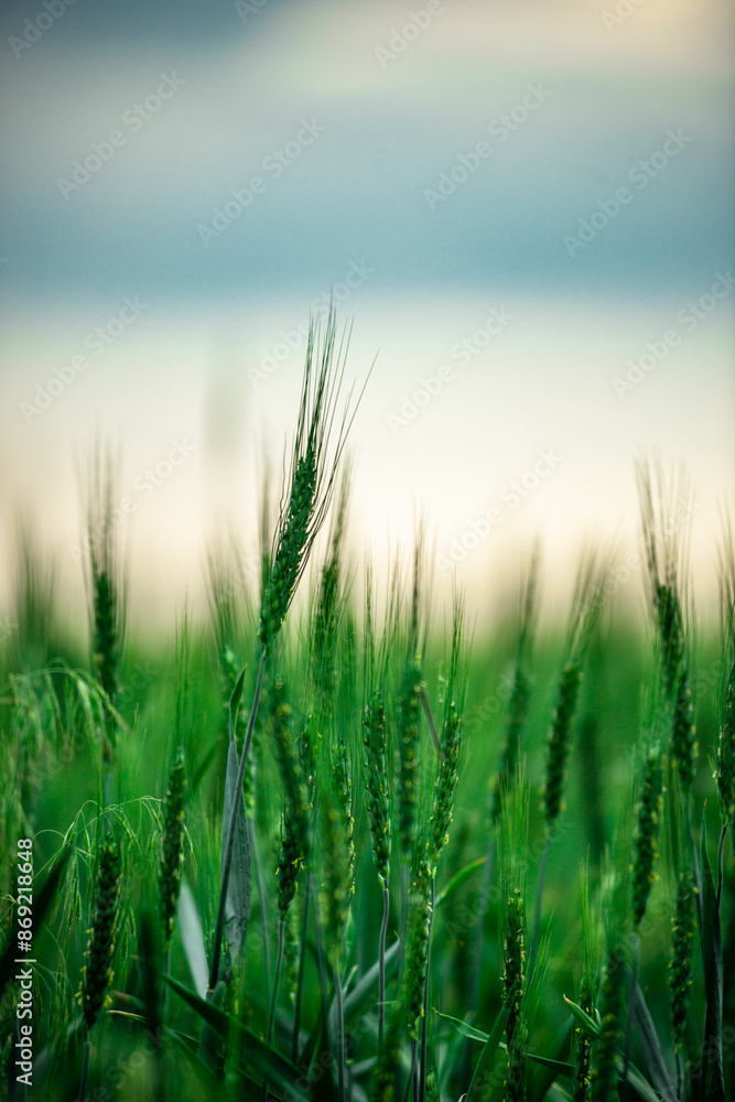 wheat field at sunset wheat field at sunset
