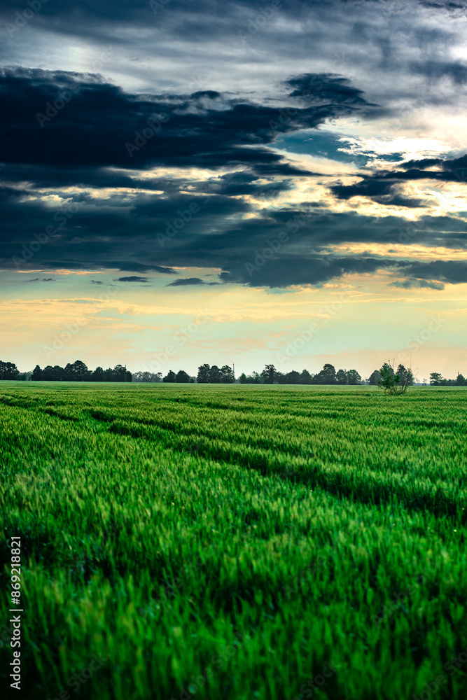 Field of wheat around with forest . Green field . Sunset over the forest and field . Beautiful nature . Sunner landscape . Road on tge field , landscape with wheat . Golden sky and green leafs Field of wheat around with forest . Green field . Sunset over the forest and field . Beautiful nature . Sunner landscape . Road on tge field , landscape with wheat . Golden sky and green leafs