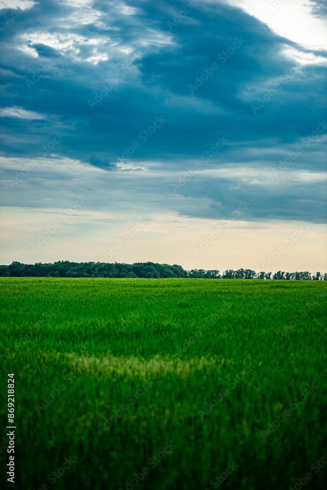 Obraz premium Field of wheat around with forest . Green field . Sunset over the forest and field . Beautiful nature . Sunner landscape . Road on tge field , landscape with wheat . Golden sky and green leafs 