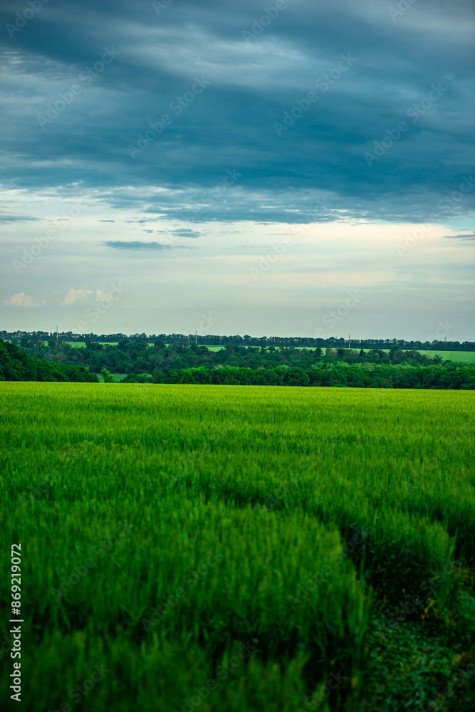 Field of wheat around with forest . Green field . Sunset over the forest and field . Beautiful nature . Sunner landscape . Road on tge field , landscape with wheat . Golden sky and green leafs Field of wheat around with forest . Green field . Sunset over the forest and field . Beautiful nature . Sunner landscape . Road on tge field , landscape with wheat . Golden sky and green leafs