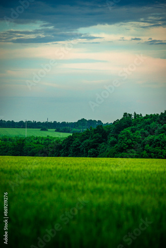 Field of wheat around with forest . Green field . Sunset over the forest and field . Beautiful nature . Sunner landscape . Road on tge field , landscape with wheat . Golden sky and green leafs  photo