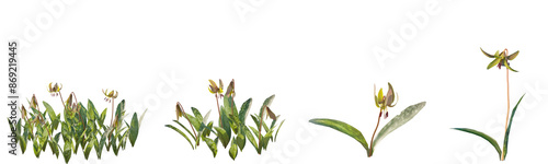 Set of Erythronium americanum (the trout lily, yellow trout lily, fawn lily, yellow adder's-tongue, yellow dogtooth violet) isolated png on a transparent background perfectly cutout high resolution	 photo