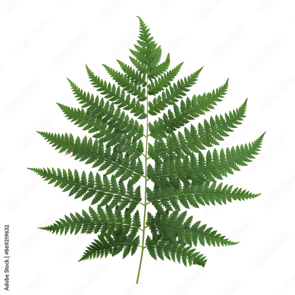 Close-up of a single green fern leaf, isolated on a white background, showcasing natural texture and intricate details of the foliage. Close-up of a single green fern leaf, isolated on a white background, showcasing natural texture and intricate details of the foliage.