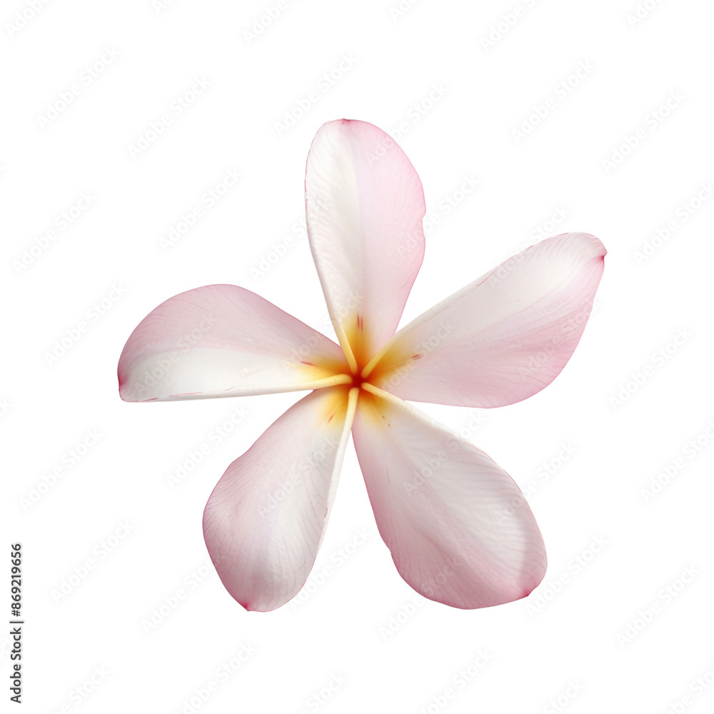Close-up of delicate pink plumeria flower on a white background, showcasing their soft petals and natural beauty. Close-up of delicate pink plumeria flower on a white background, showcasing their soft petals and natural beauty.
