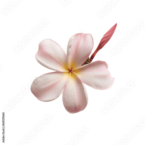 Close-up of delicate pink plumeria flower on a white background, showcasing their soft petals and natural beauty.