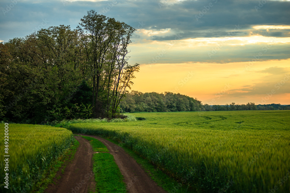 Fototapeta premium Field of wheat around with forest . Green field . Sunset over the forest and field . Beautiful nature . Sunner landscape . Road on tge field , landscape with wheat . Golden sky and green leafs 