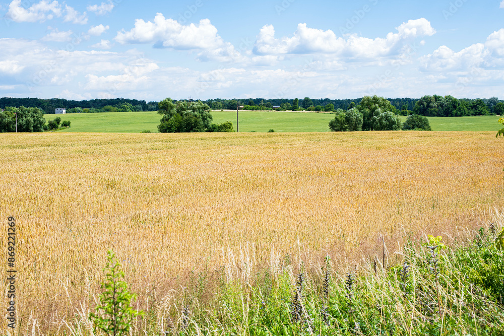 Golden ripe wheat field with blue sky and green trees Golden ripe wheat field with blue sky and green trees