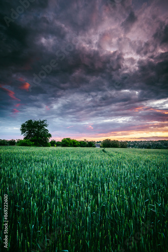 Stormy landscape . Sky in the rain . Purple clouds . Sunset ofer the trees . Field and clouds  photo