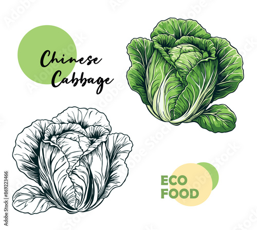 Chinese cabbage hand drawn and sketch. Vector illustration