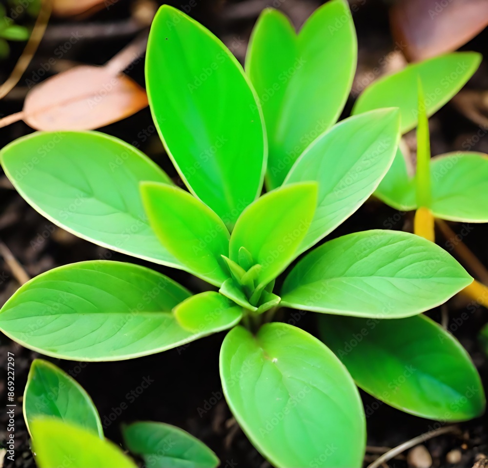 close up of leaves, leaves, isolated, tree, spring, closeup, foliage, garden, herb, luck, plants, summer, branch, growth close up of leaves, leaves, isolated, tree, spring, closeup, foliage, garden, herb, luck, plants, summer, branch, growth