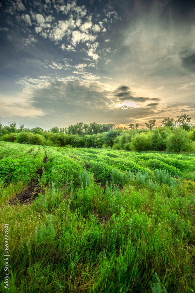 Field and forest , green trees and leafs . Clouds and sky . Nature at sunner time . Beautiful clouds Field and forest , green trees and leafs . Clouds and sky . Nature at sunner time . Beautiful clouds