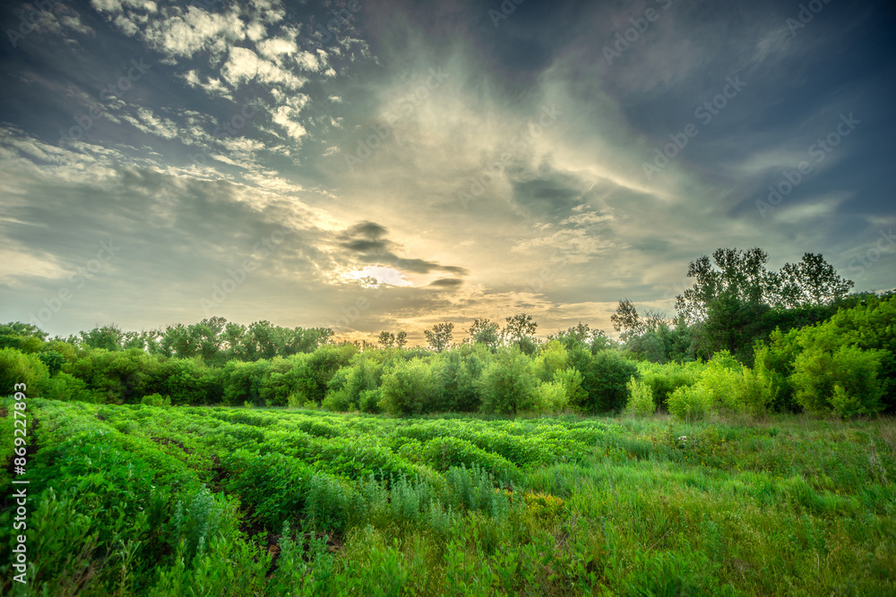 Obraz premium Field and forest , green trees and leafs . Clouds and sky . Nature at sunner time . Beautiful clouds 