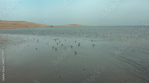 Birds on the shore of Lake Qarun,Lake Moeris. photo