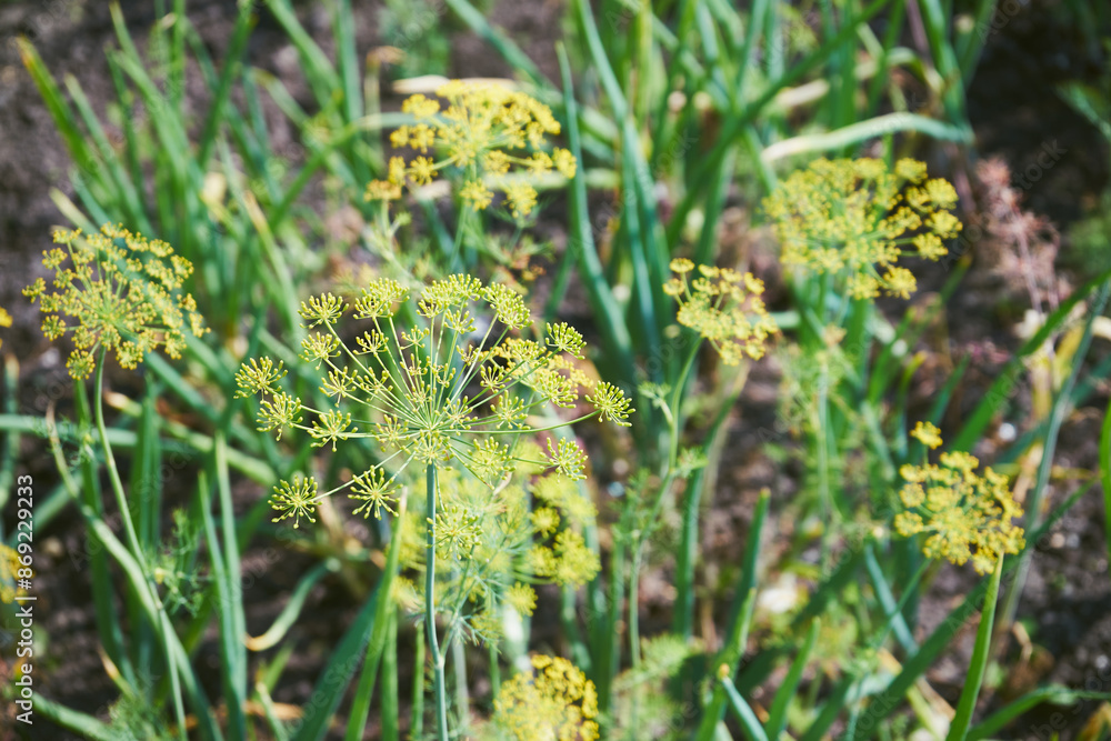 Fototapeta premium Koper ogrodowy, Anethum graveolens L