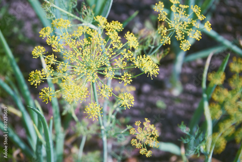 Koper ogrodowy, Anethum graveolens L photo