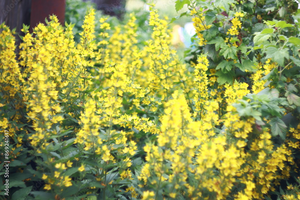 Obraz premium yellow flowers background