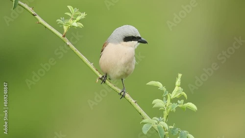 Male Red-backed shrike in a thorny bush in his territory at first light on a spring day