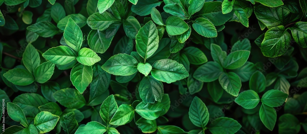 Background of Green Foliage Background of Green Foliage