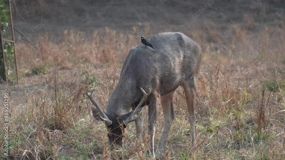 Black Drongo (Dicrurus macrocercus) on a grazing Sambar Deer in Bandhavgarh National Park India Black Drongo (Dicrurus macrocercus) on a grazing Sambar Deer in Bandhavgarh National Park India